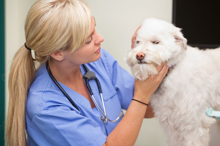 A blonde woman in blue scrubs examines the mouth of a large white dog