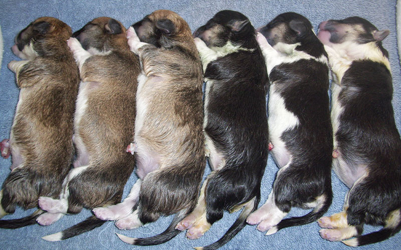 A row of brown and white puppies laying alongside a row of black and white puppies on a carpeted floor