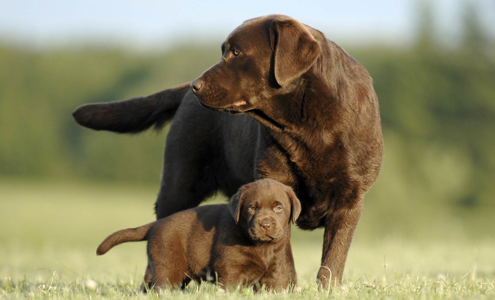 A large brown dog standing over a smaller brown puppy in an open, grassy field